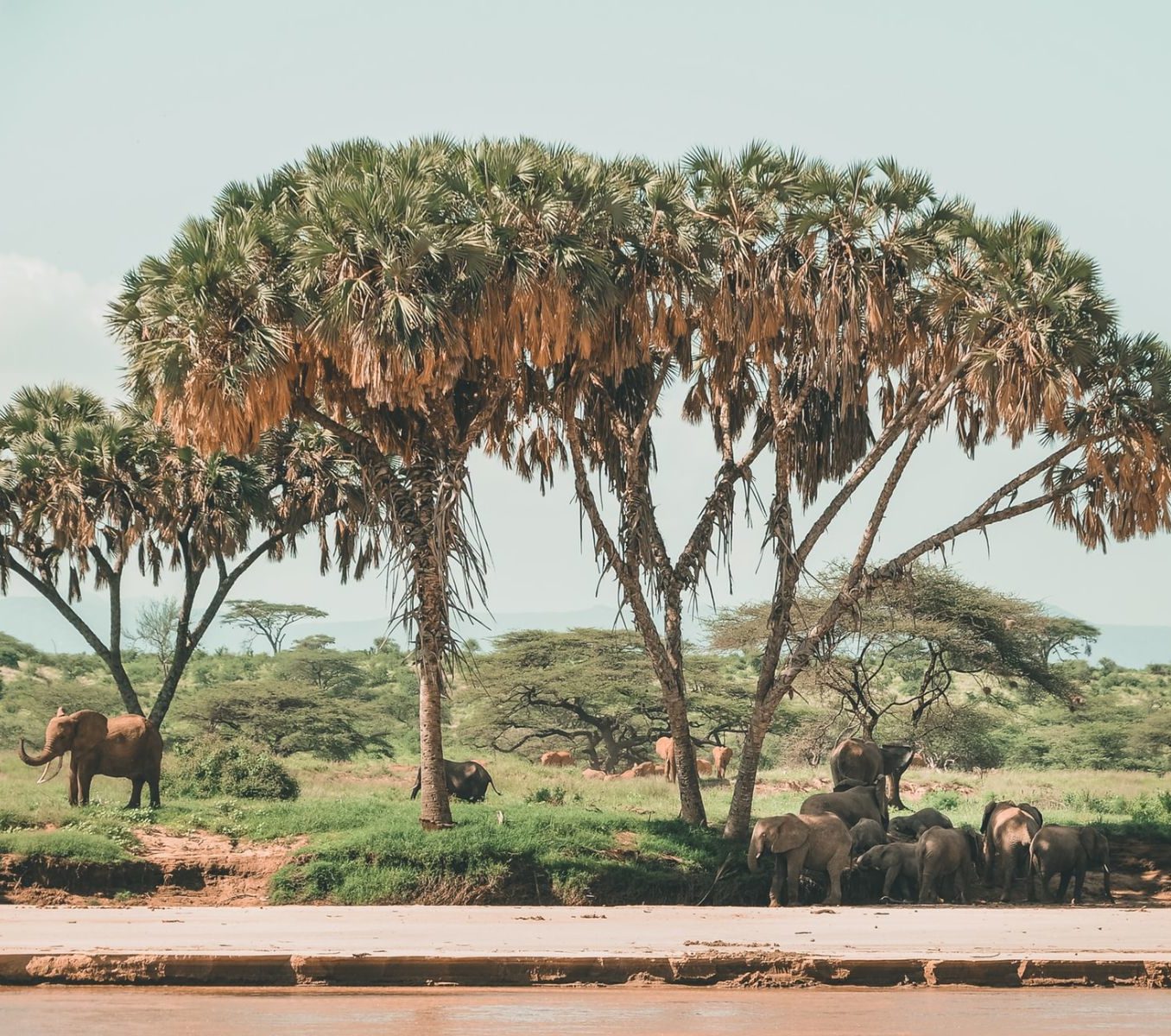 Rondreis Kenia, Buffalo Spring National Reserve, Samburu, boom met kudde olifanten bij waterplaats