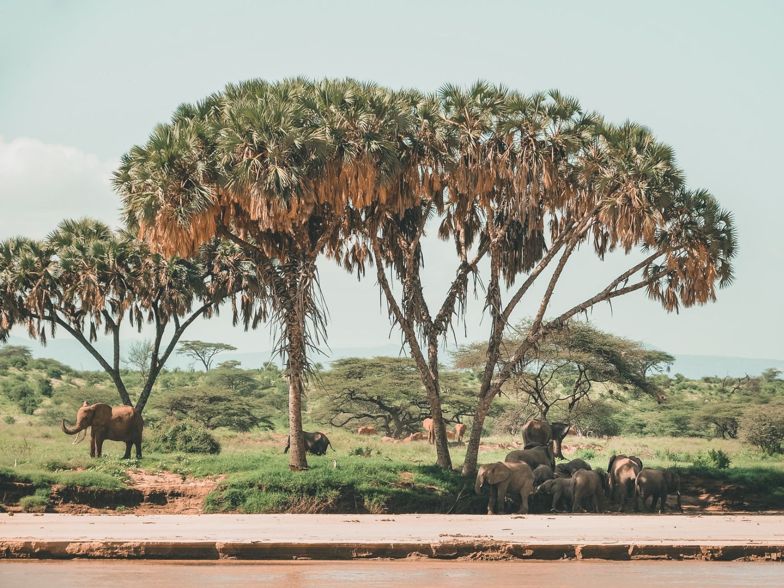 Rondreis Kenia, Buffalo Spring National Reserve, Samburu, boom met kudde olifanten bij waterplaats