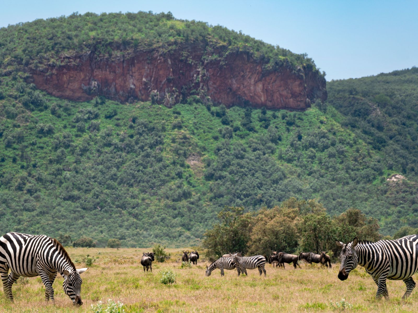 Rondreis Kenia, Hells Gate, Hells Gate National Park met zebra's