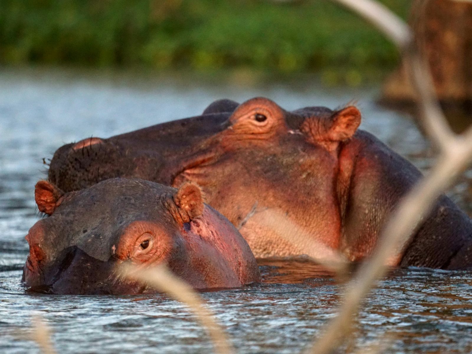 Rondreis Kenia, Lake Naivasha, Nijlpaarden
