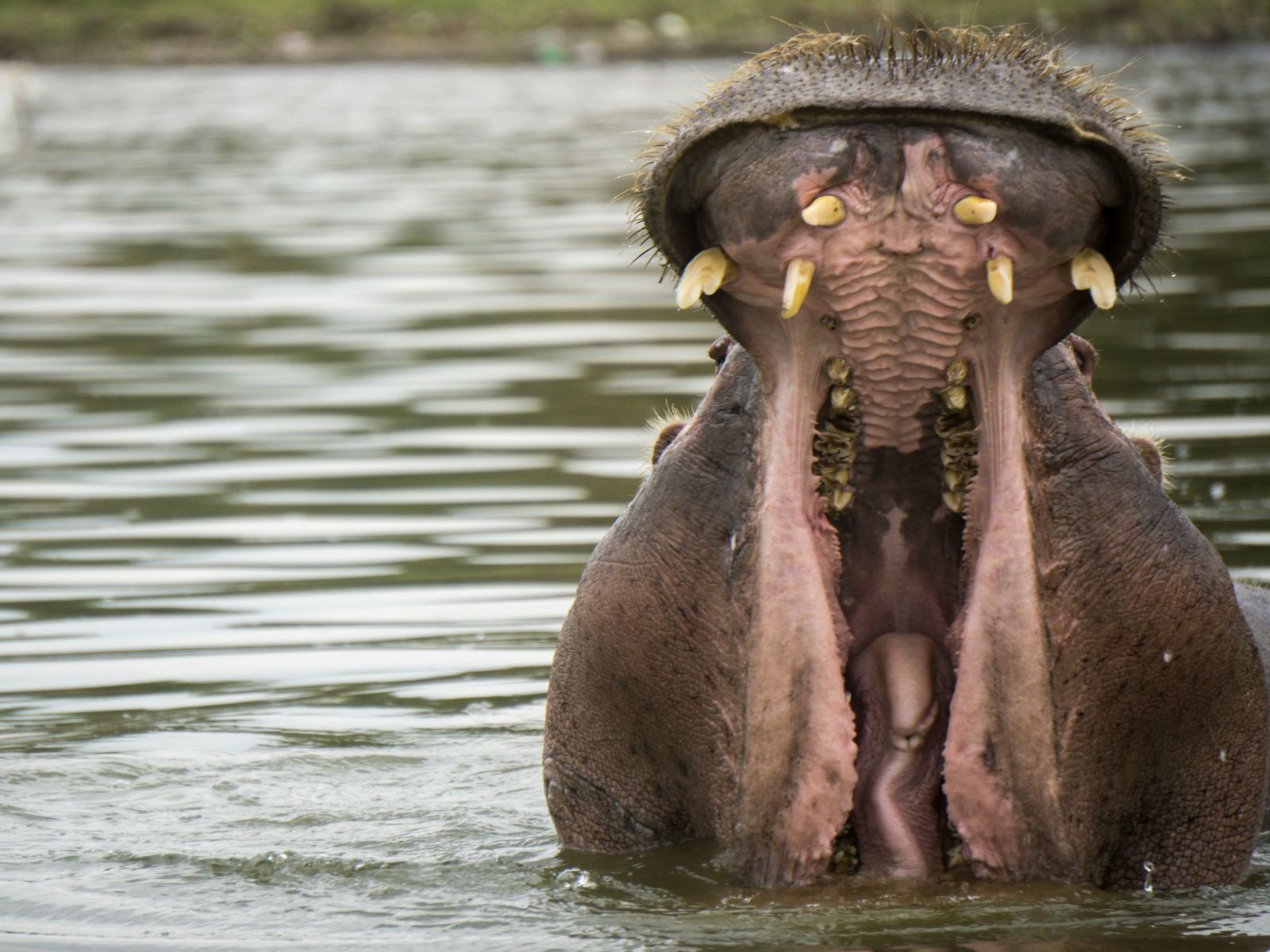 Rondreis Kenia, Lake Naivasha, gapende nijlpaard