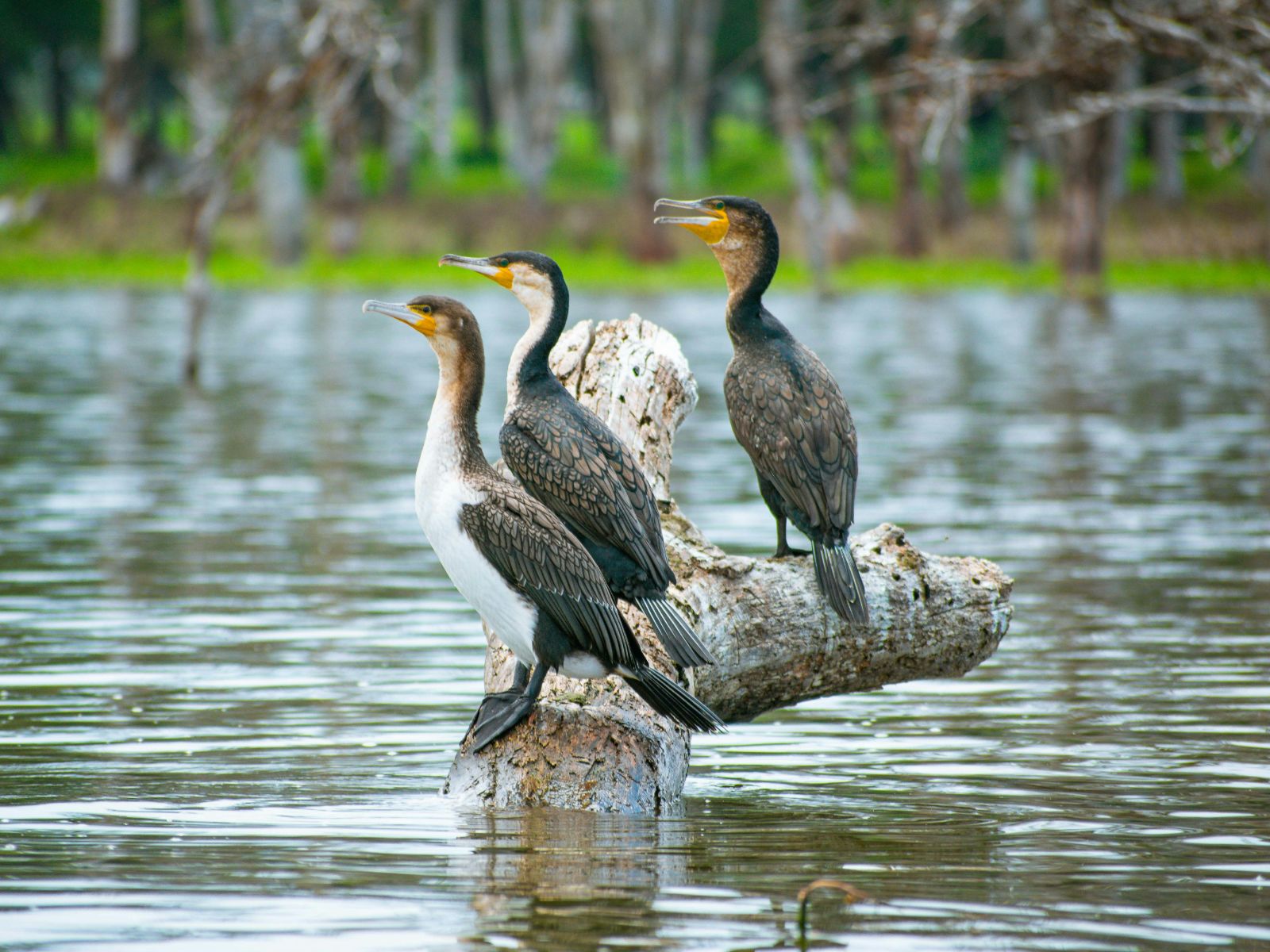 Rondreis Kenia, Lake Naivasha, vogels op boomstronk