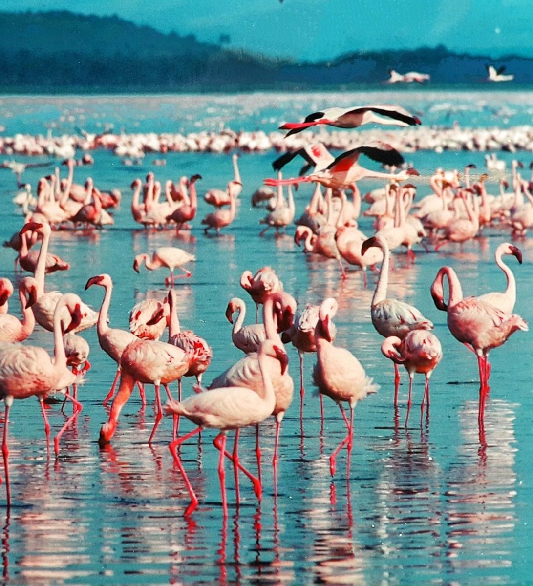 Rondreis Kenia, Lake Nakaru, Flamino's in water