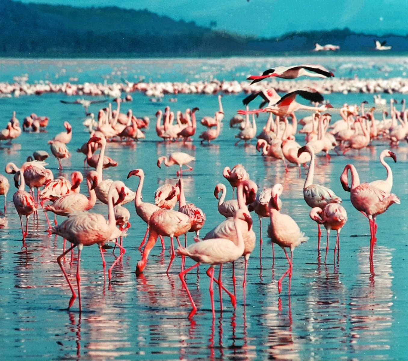 Rondreis Kenia, Lake Nakaru, Flamino's in water