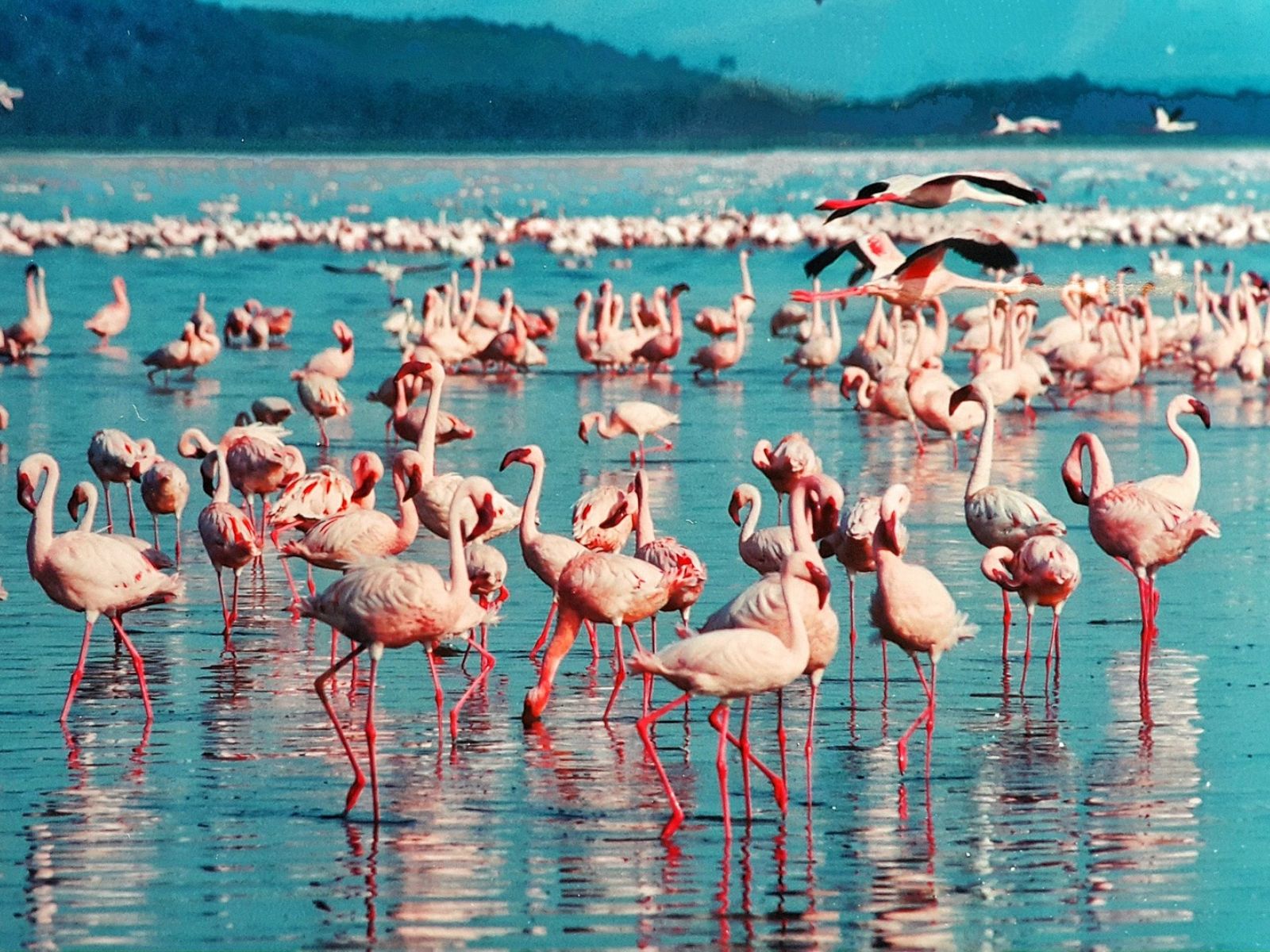 Rondreis Kenia, Lake Nakaru, Flamino's in water