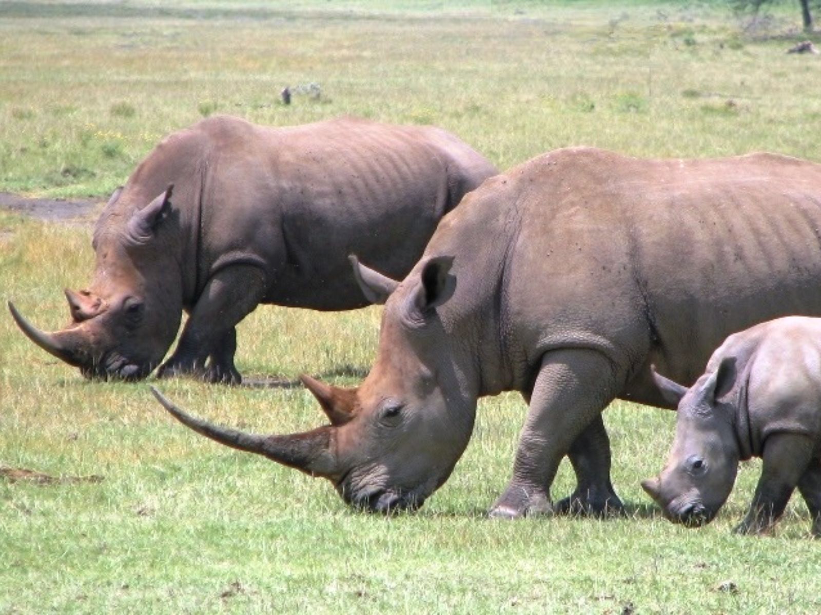 Rondreis Kenia, Lake Nakuru, Neushoorns