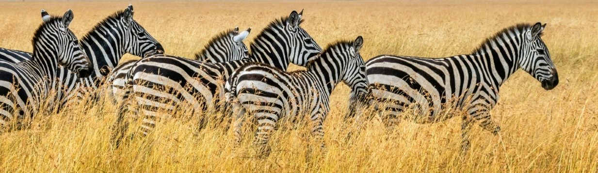 Rondreis Kenia, Maasai Mara National Reserve, zebra's op de savanne