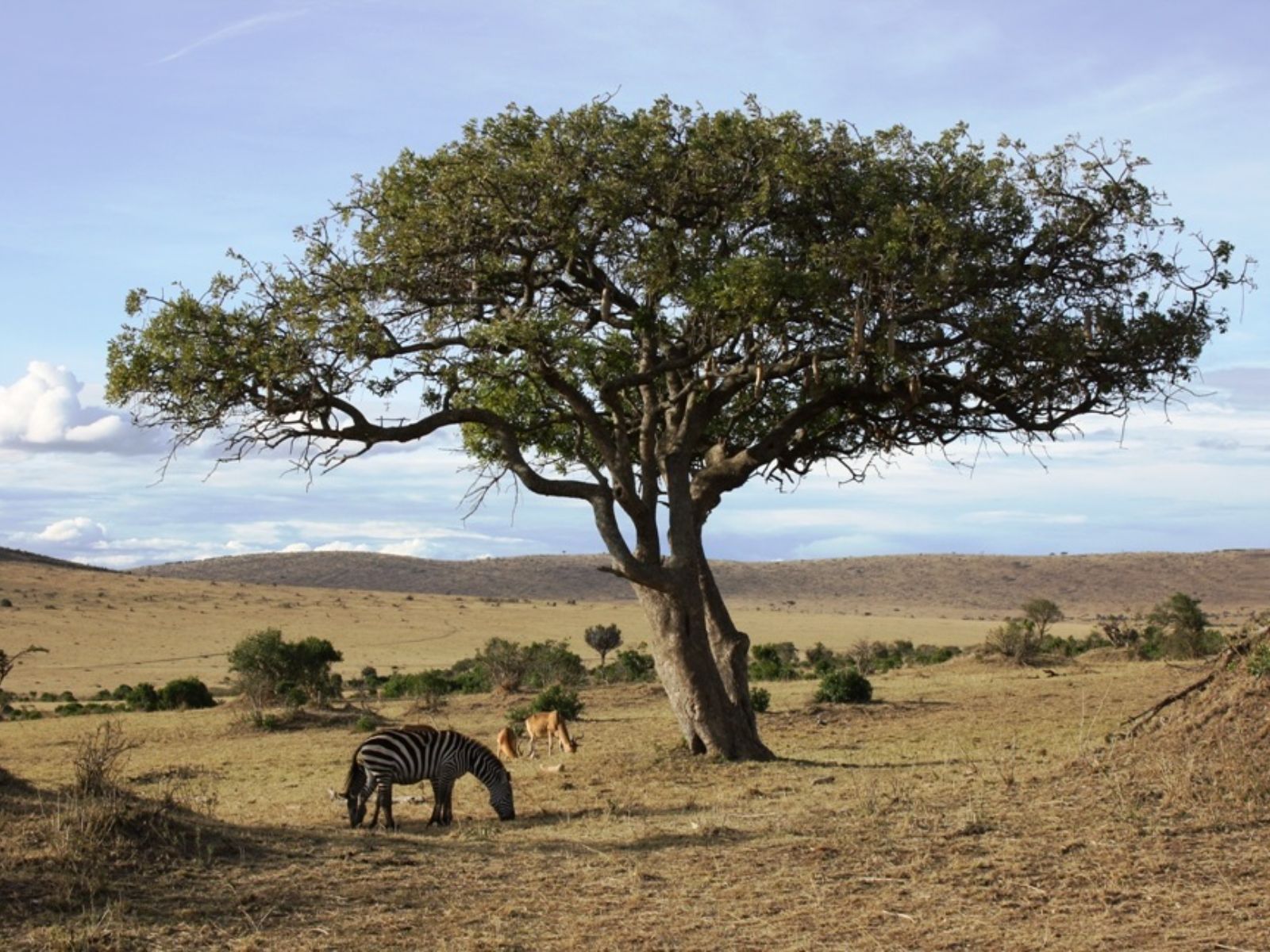 Rondreis Kenia, Masai Mara, Boom
