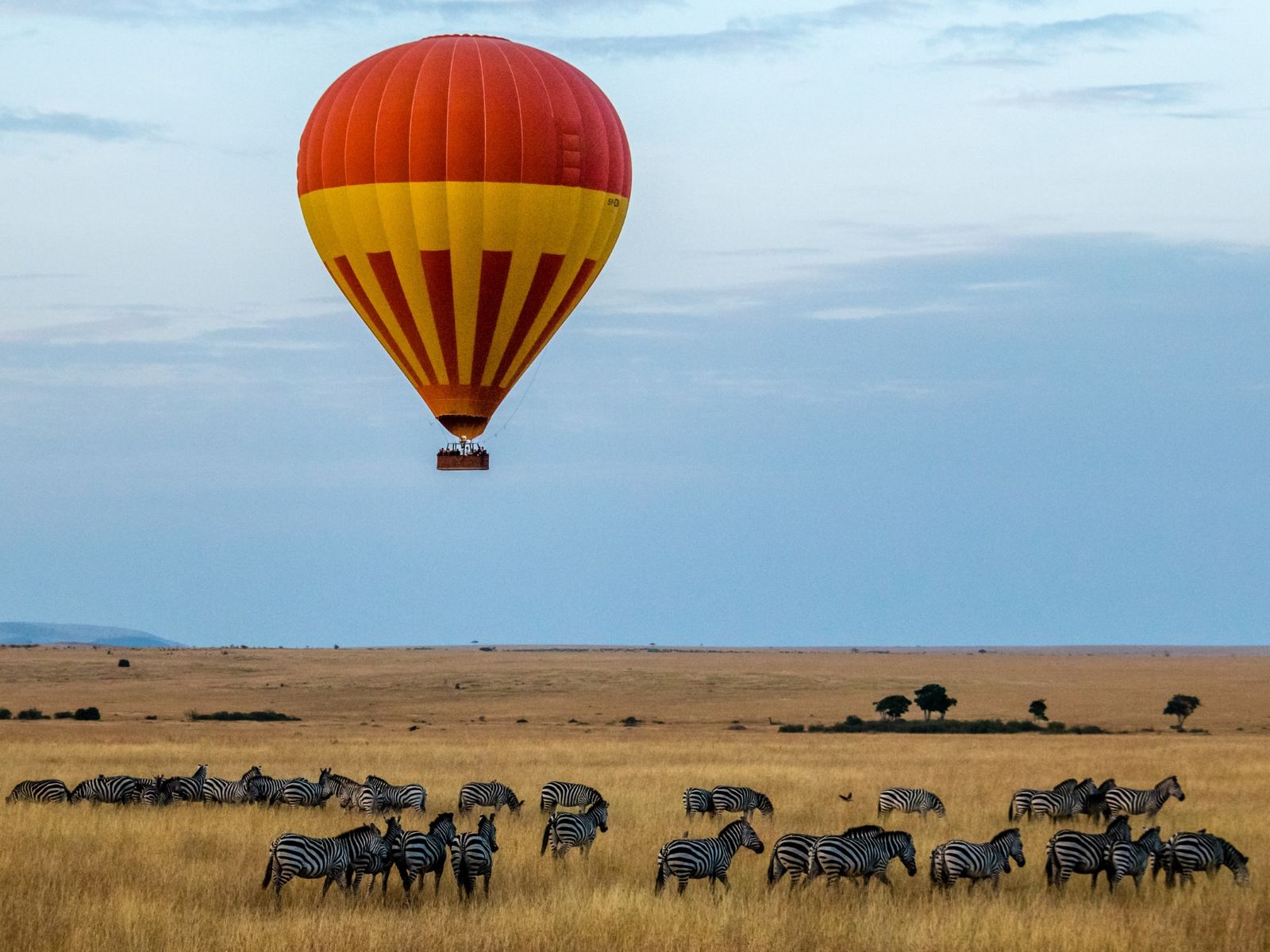 Rondreis Kenia, Masai Mara, groep zebra's met luchtballon