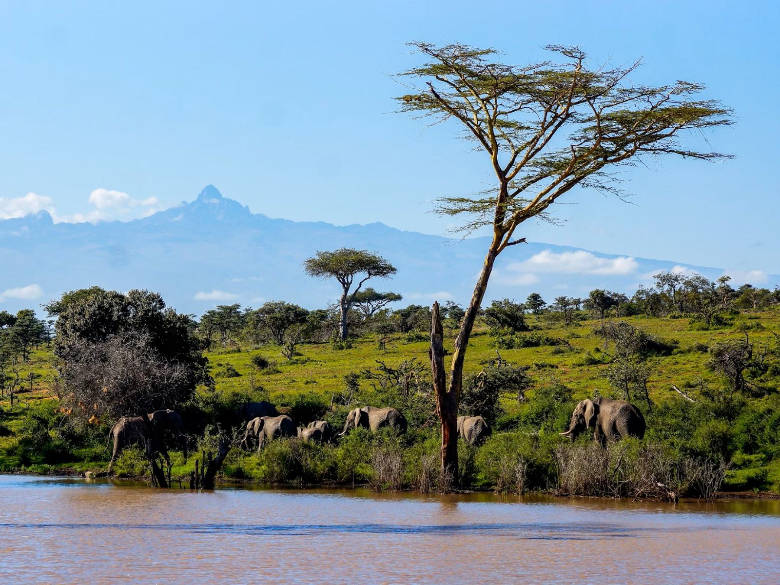 Rondreis Kenia, Mount Kenia, Olifanten met Mount Kenia op de achtergrond