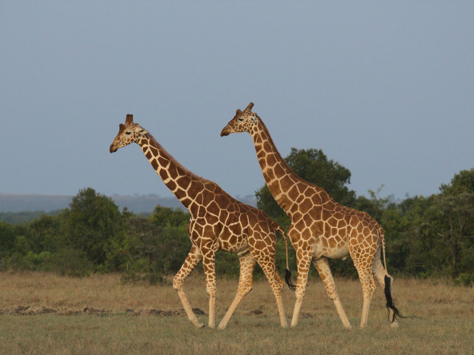 Rondreis Kenia, Nanyuki, Giraffe