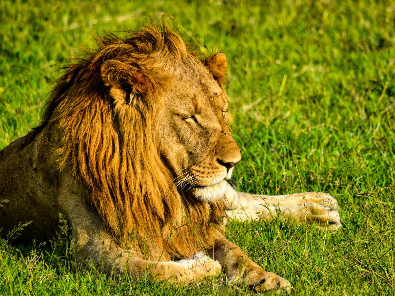 Rondreis Kenia, Nanyuki, Leeuw