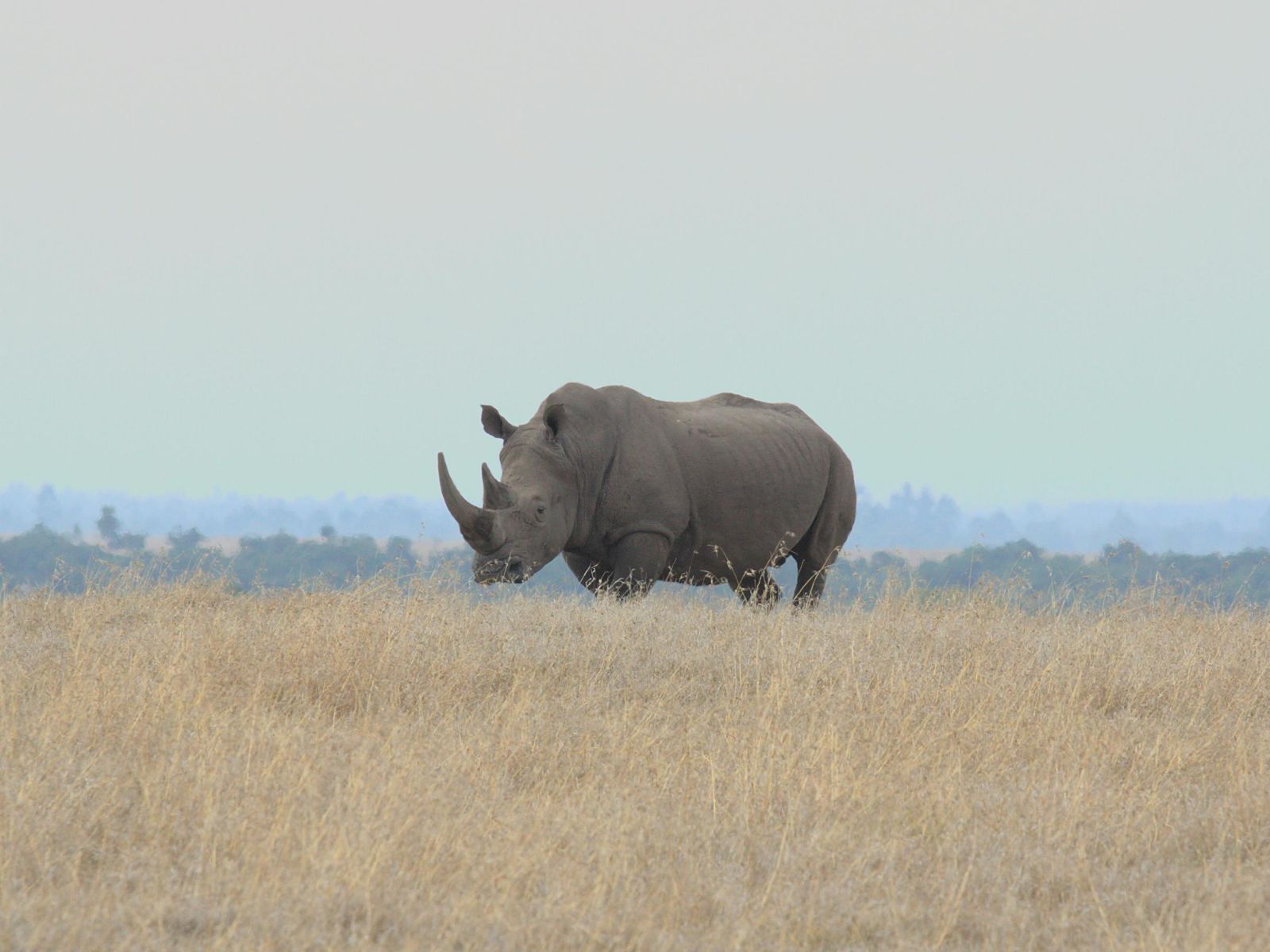 Rondreis Kenia, Nanyuki, Neushoorn in vallei