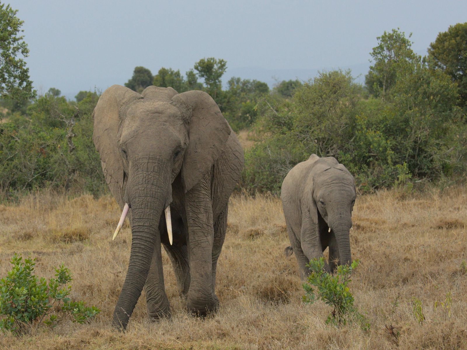 Rondreis Kenia, Nanyuki, Olifant met Jong
