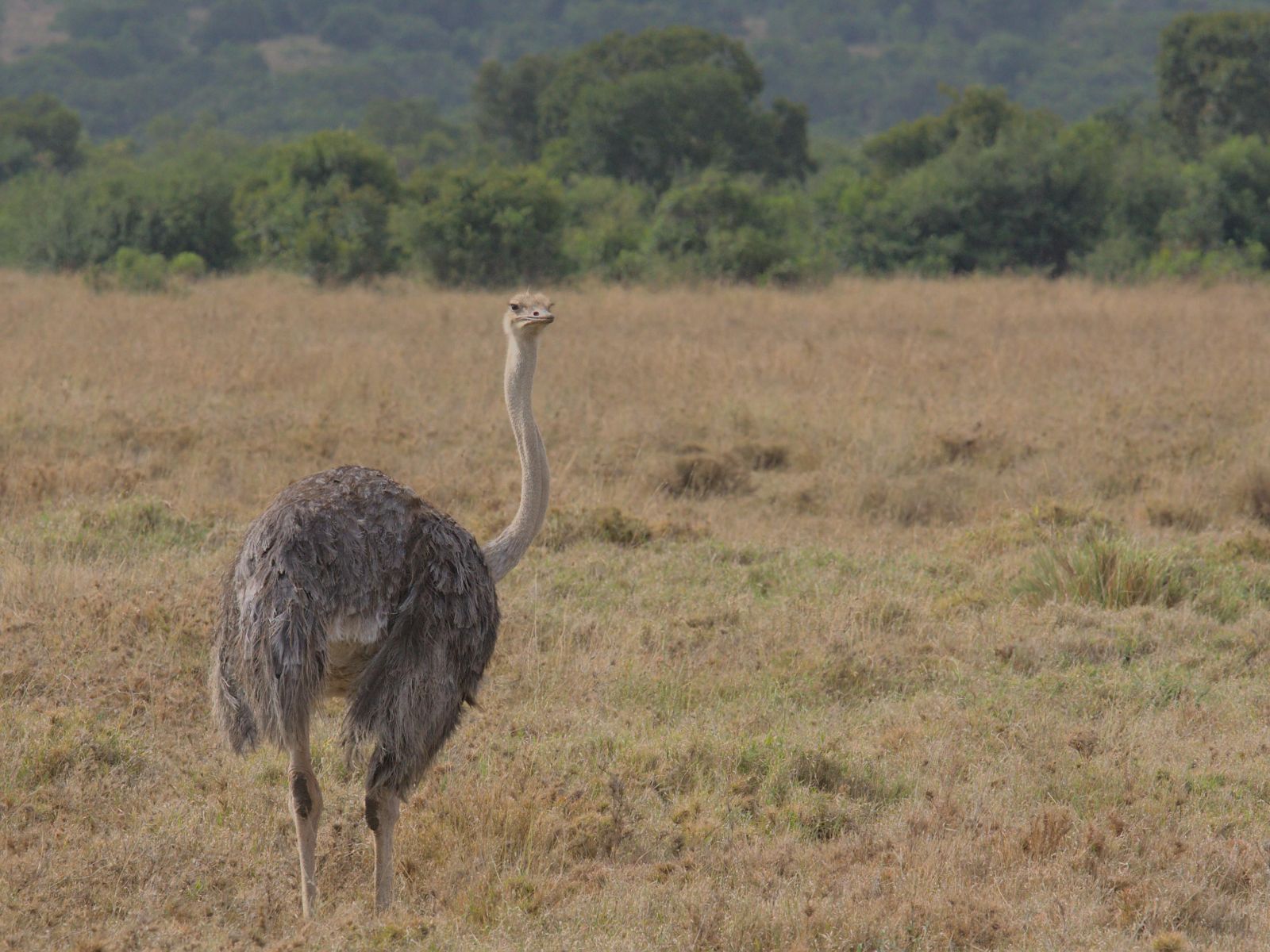 Rondreis Kenia, Nanyuki, struisvogel