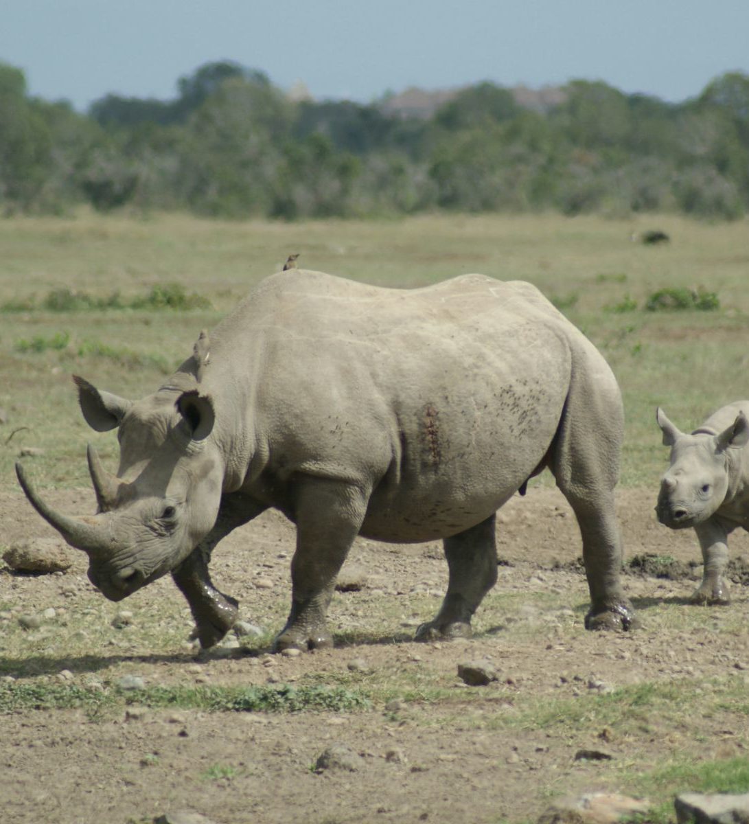 Rondreis Kenia, Ol Pejeta, neushoorn met jong