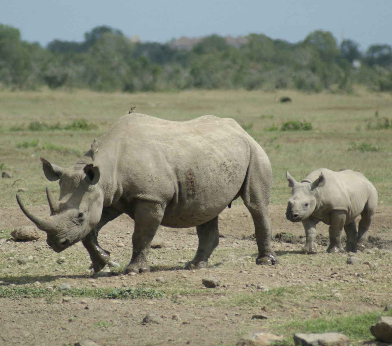 Rondreis Kenia, Ol Pejeta, neushoorn met jong