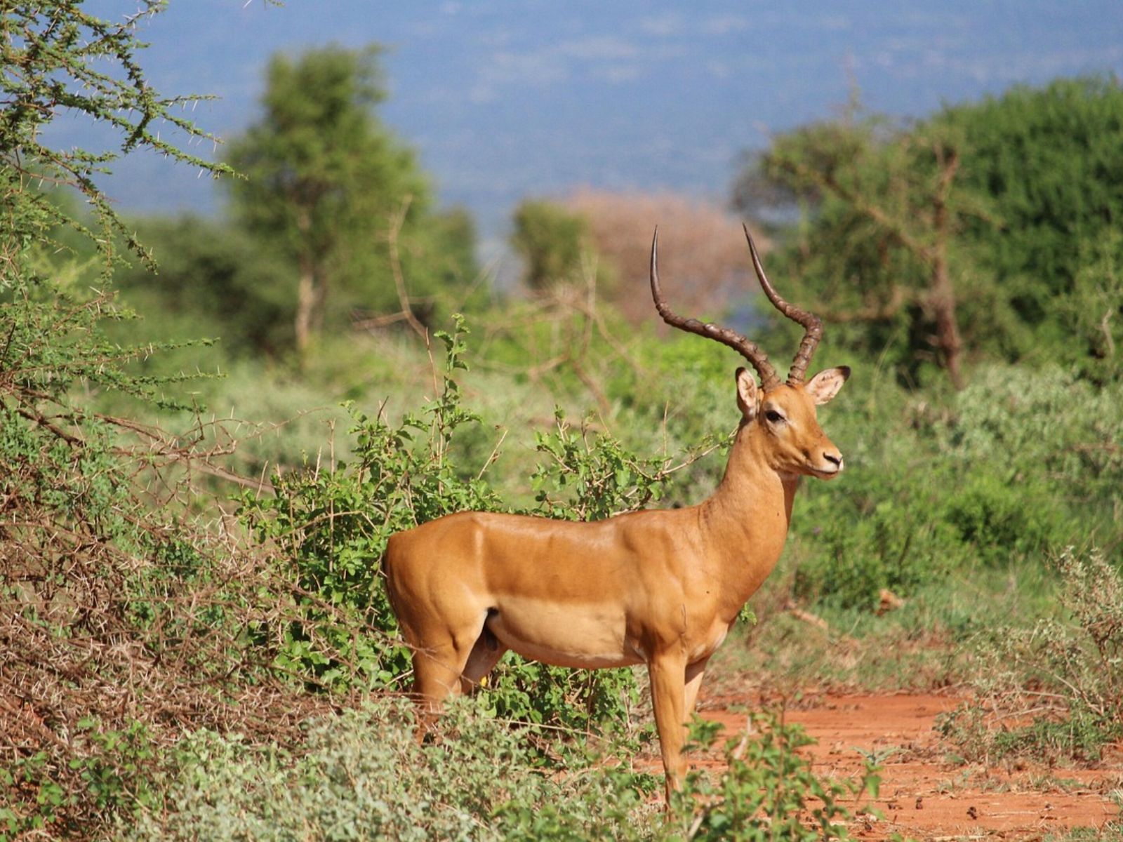 Rondreis Kenia, Tsavo NP, Gazelle