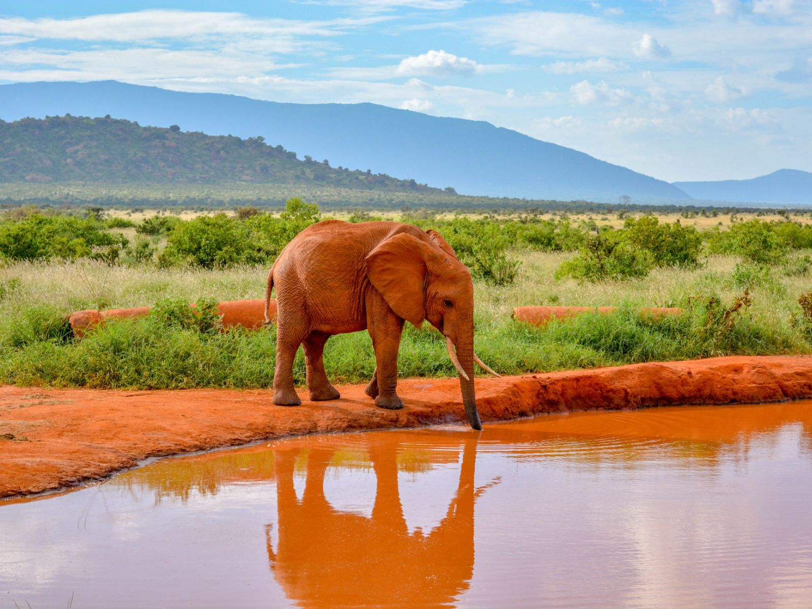 Rondreis Kenia, Tsavo NP, Olifant bij waterplaats