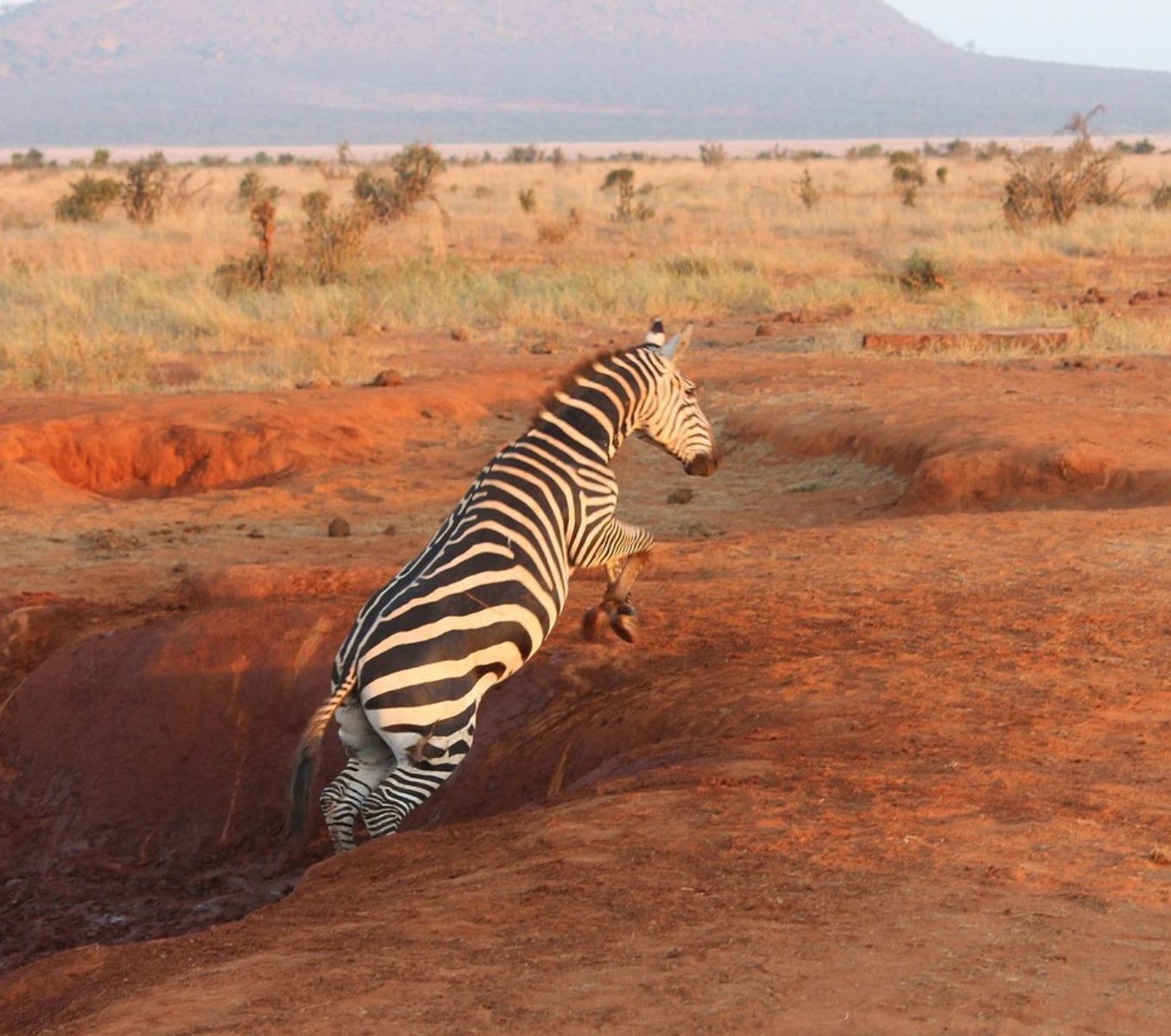 Rondreis Kenia, Tsavo NP, springende zebra