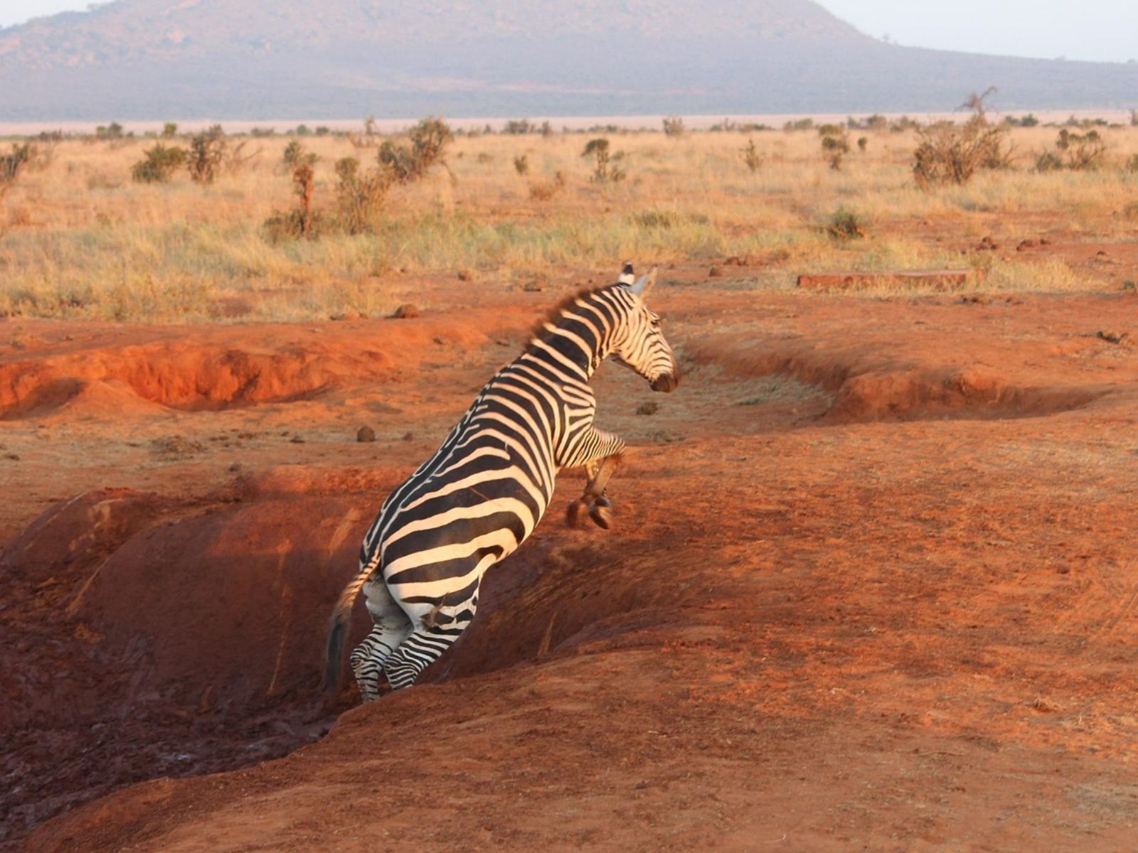 Rondreis Kenia, Tsavo NP, springende zebra