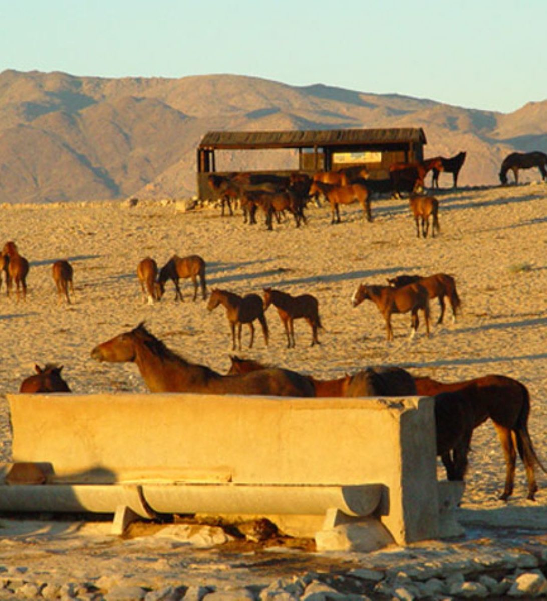 Rondreis Namibië, Aus, horsecamp close-up