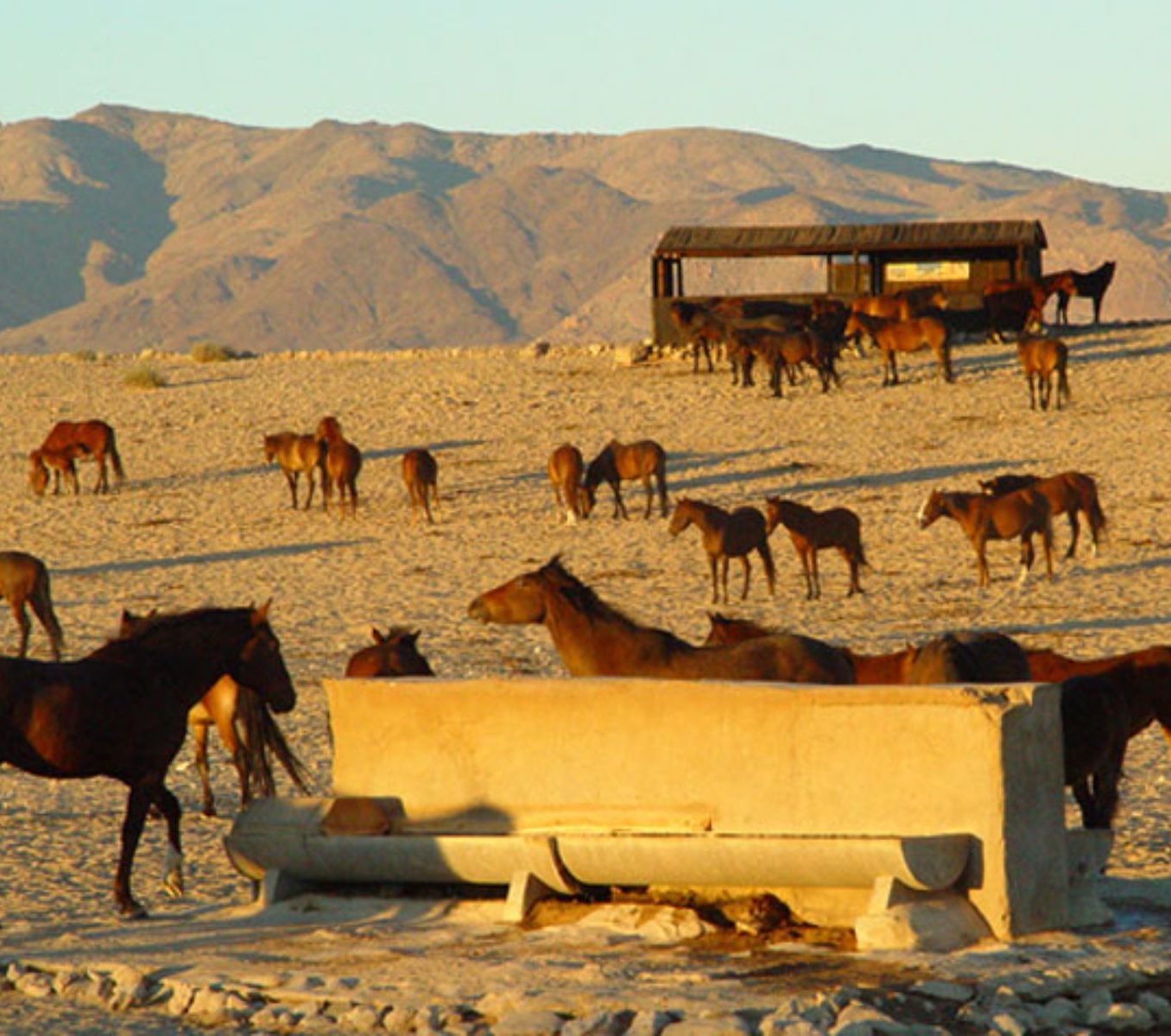 Rondreis Namibië, Aus, horsecamp close-up