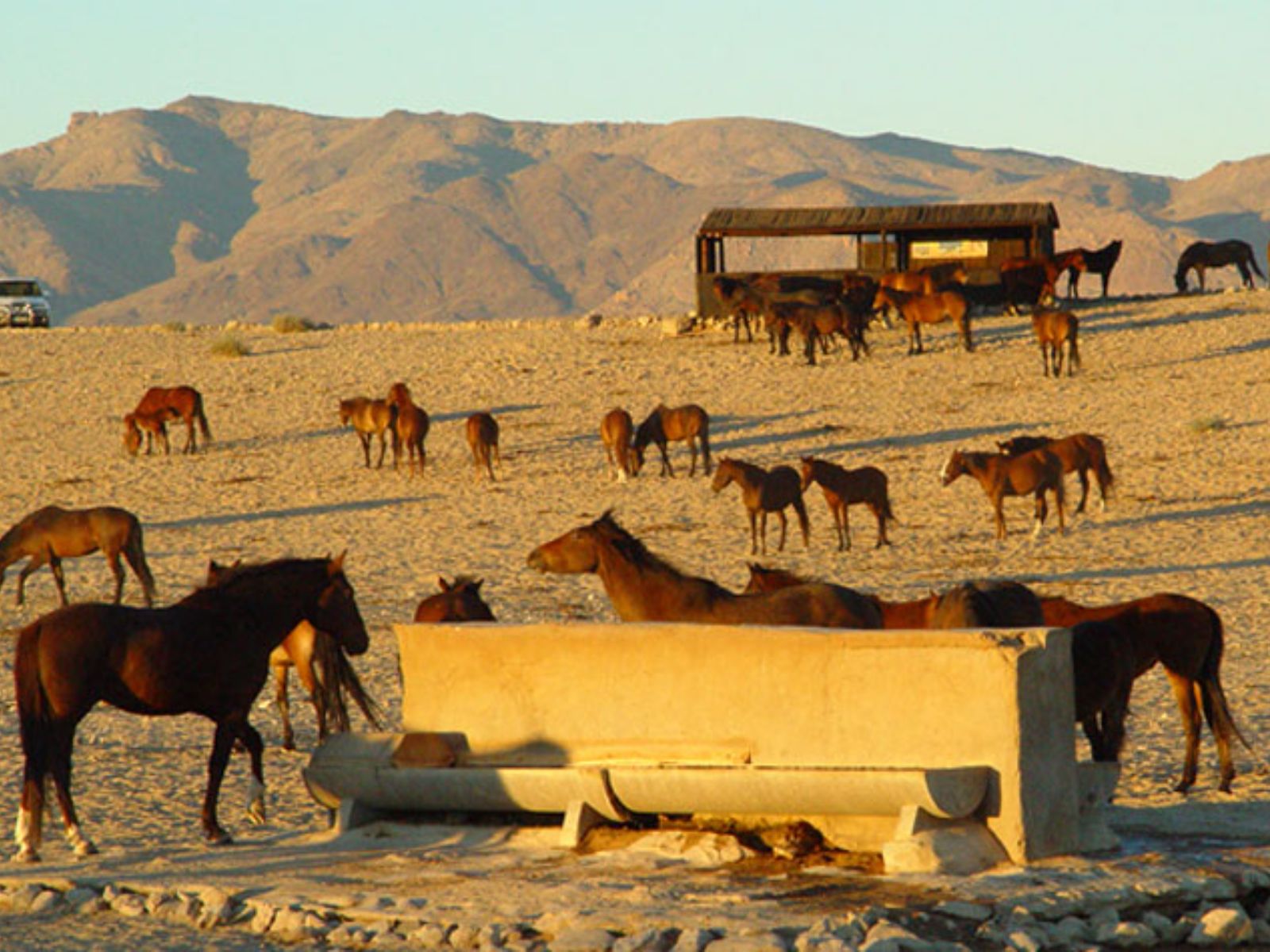 Rondreis Namibië, Aus, horsecamp close-up