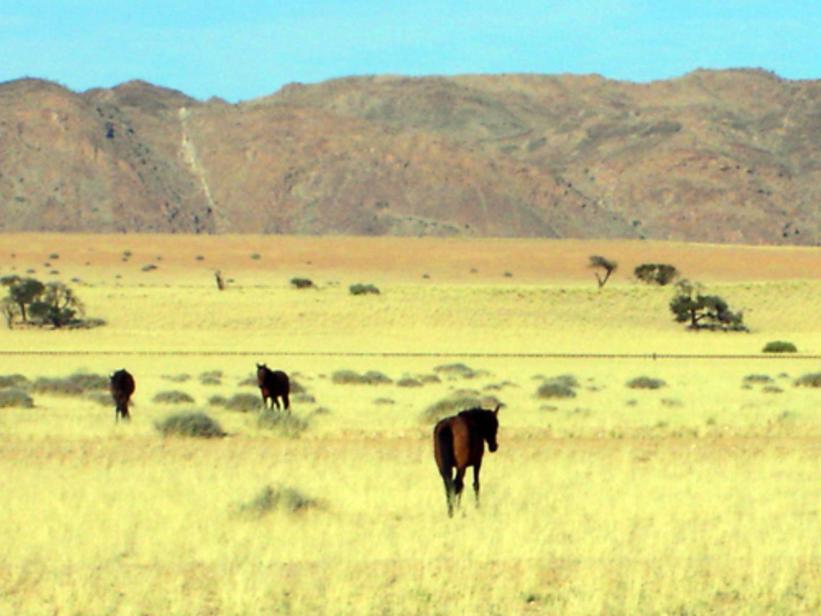 Rondreis Namibië, Aus, paarden