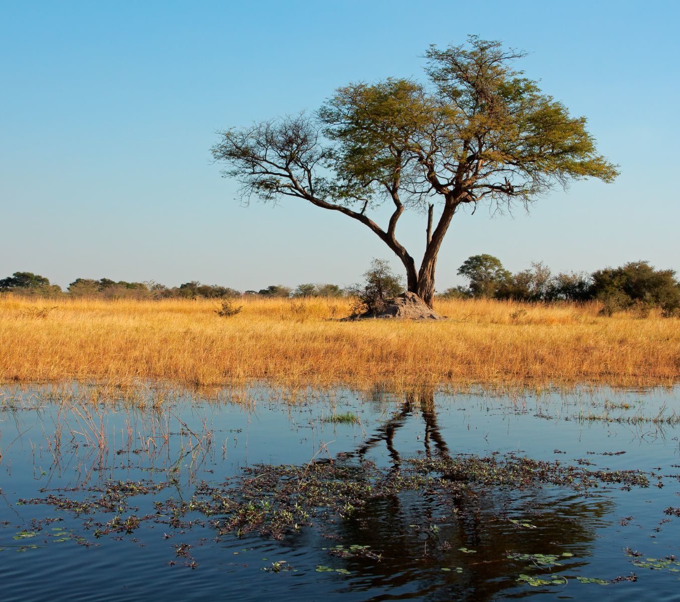 Rondreis Namibië, Caprivi, boom reflecteert in de rivier