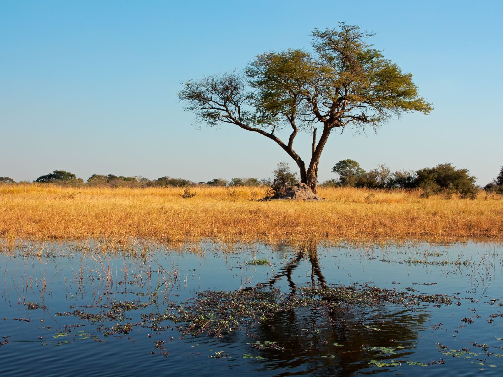Rondreis Namibië, Caprivi, boom reflecteert in de rivier