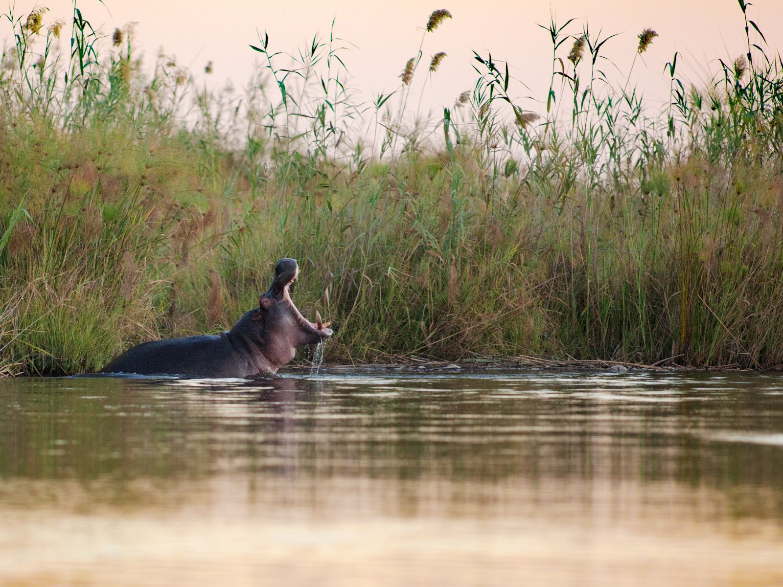 Rondreis Namibië, Caprivi, rivier met nijlpaard