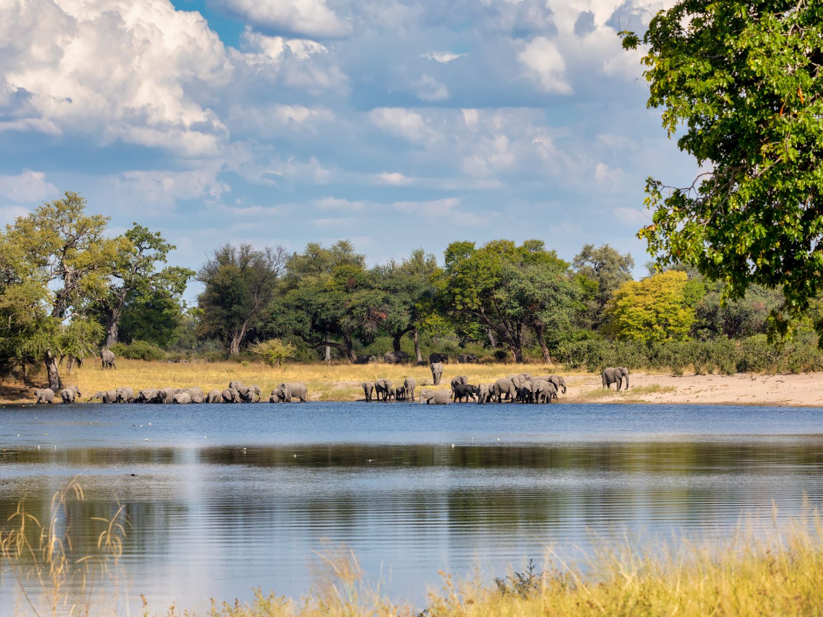 Rondreis Namibië, Caprivi, rivier met olifanten