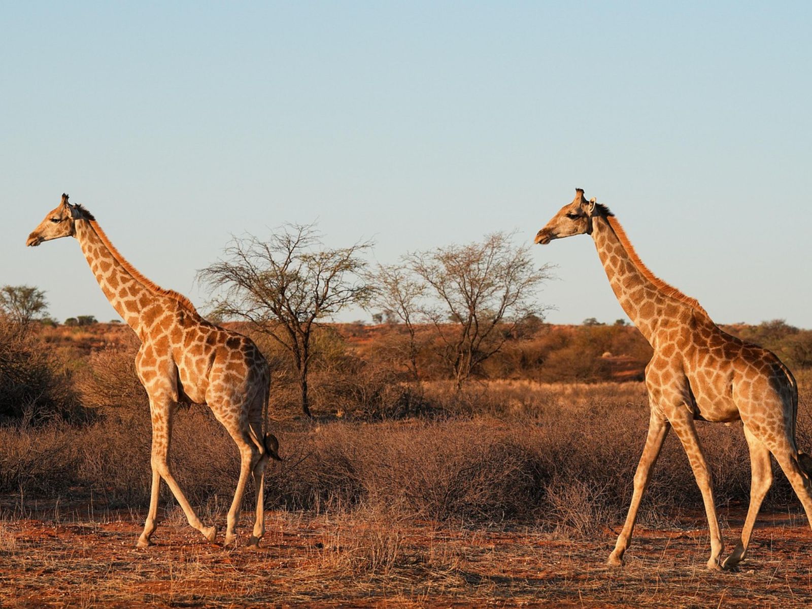 Rondreis Namibië, Central Kalahari Game Reserve, Giraffe