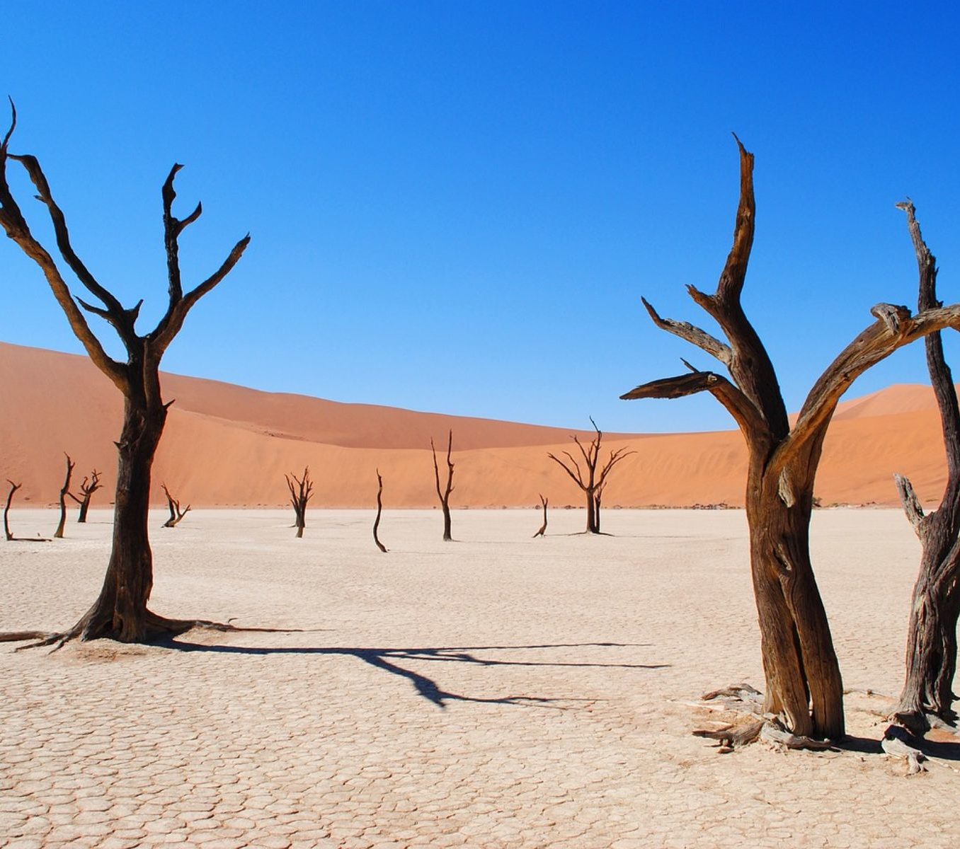 Rondreis Namibië, Dead Vlei, zandbergen met gemiddeld bomen