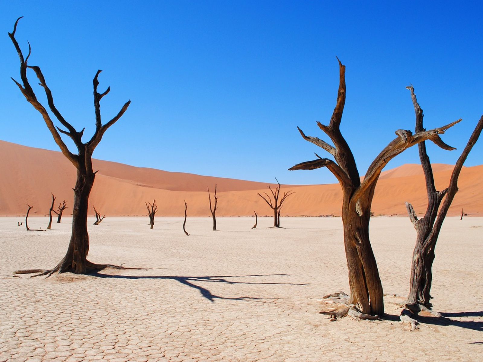 Rondreis Namibië, Dead Vlei, zandbergen met gemiddeld bomen