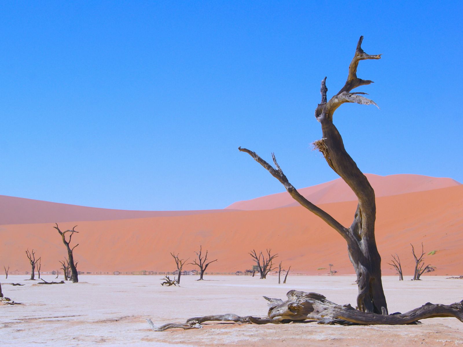 Rondreis Namibië, Dead Vlei, zandbergen met minder bomen