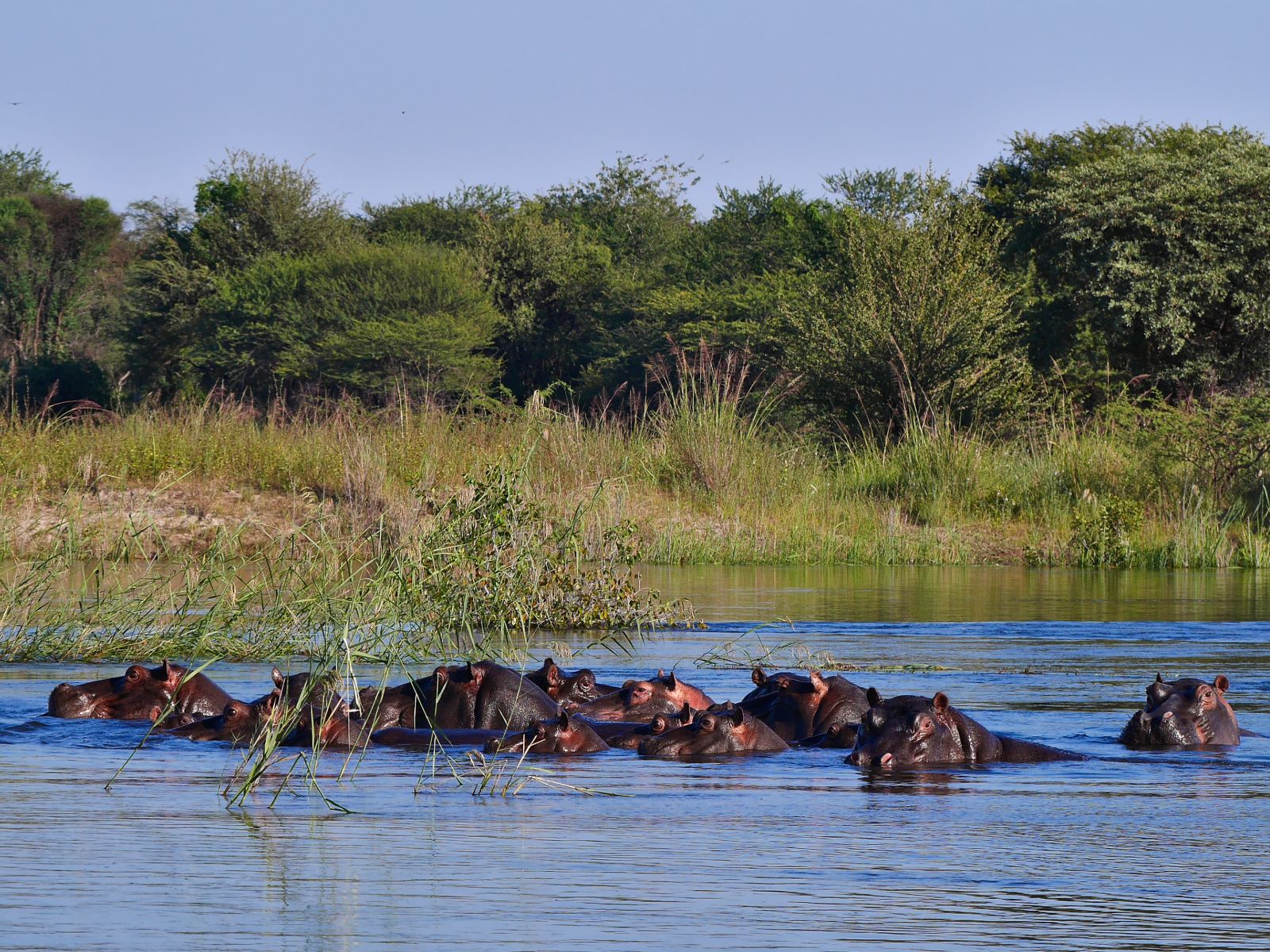 Rondreis Namibië, Divundu en Popa Falls, Divundu, nijlpaarden in rivier