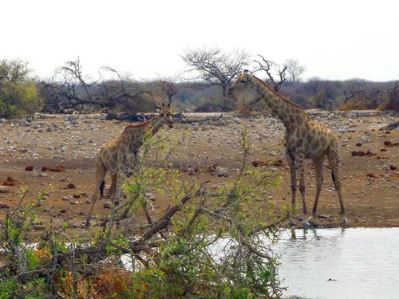 Rondreis Namibië, Etosha, Giraffe bij waterhole