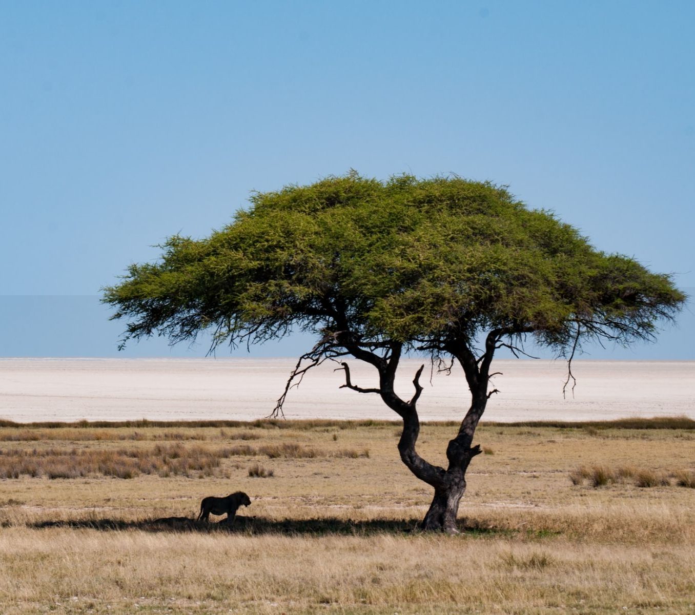 Rondreis Namibië, Etosha, Leeuw in de schaduw onder een boom