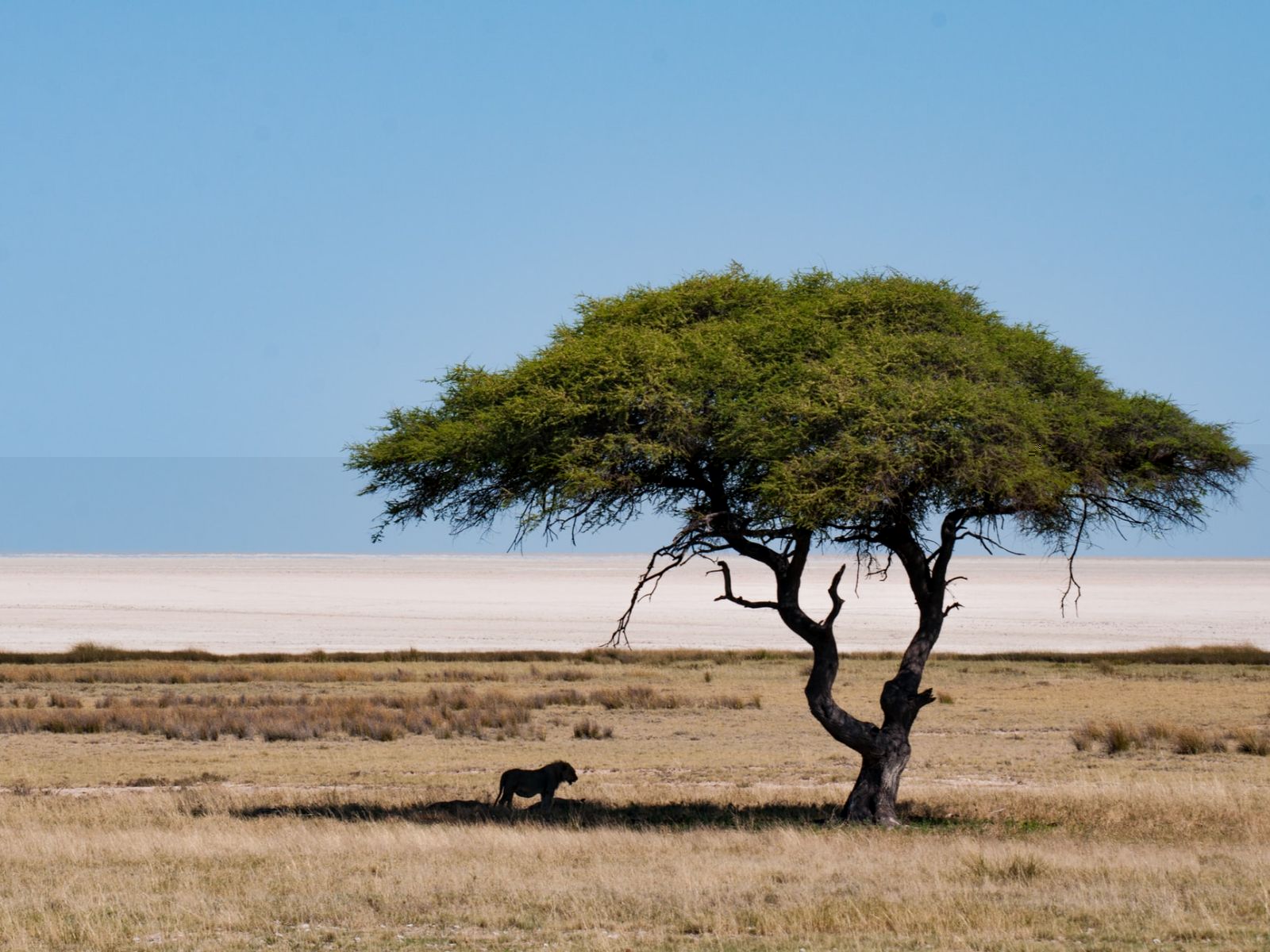 Rondreis Namibië, Etosha, Leeuw in de schaduw onder een boom