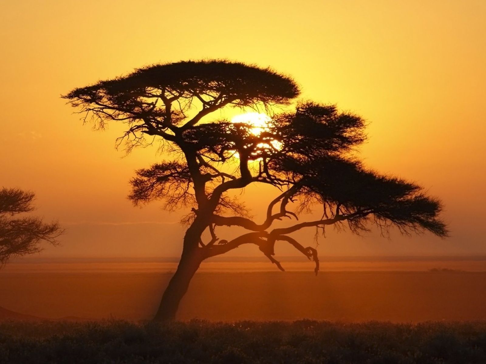 Rondreis Namibië, Etosha, boom in vallei tijdens zonsondergang
