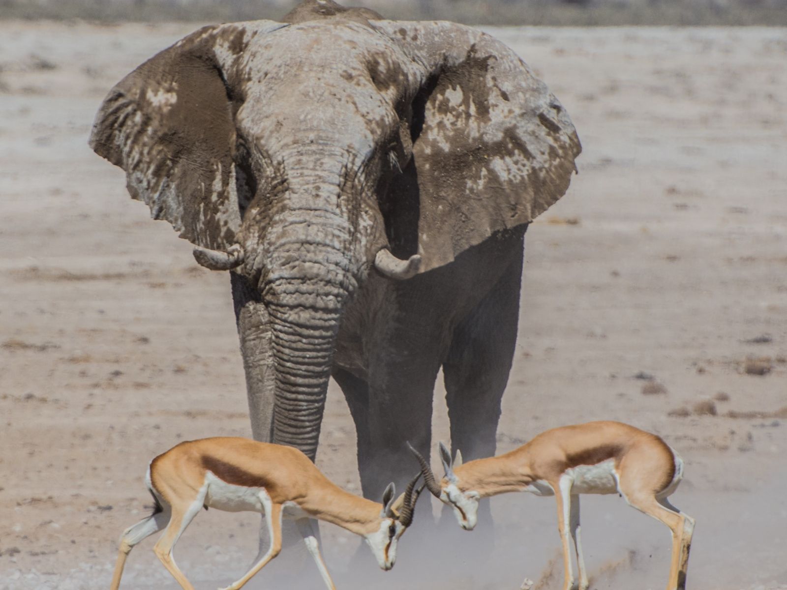 Rondreis Namibië, Etosha, olifant met twee steenbokken