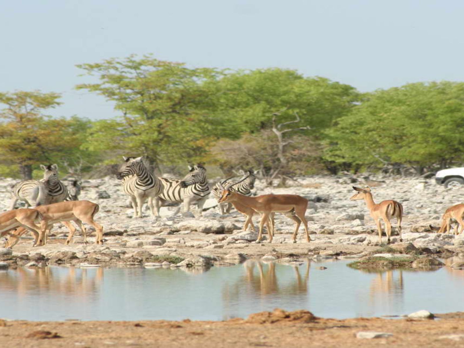 Rondreis Namibië, Etosha, verschillende dieren bij waterhole