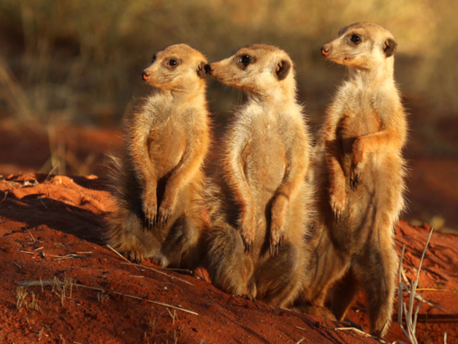 Rondreis Namibië, Kalahari, stokstaartjes