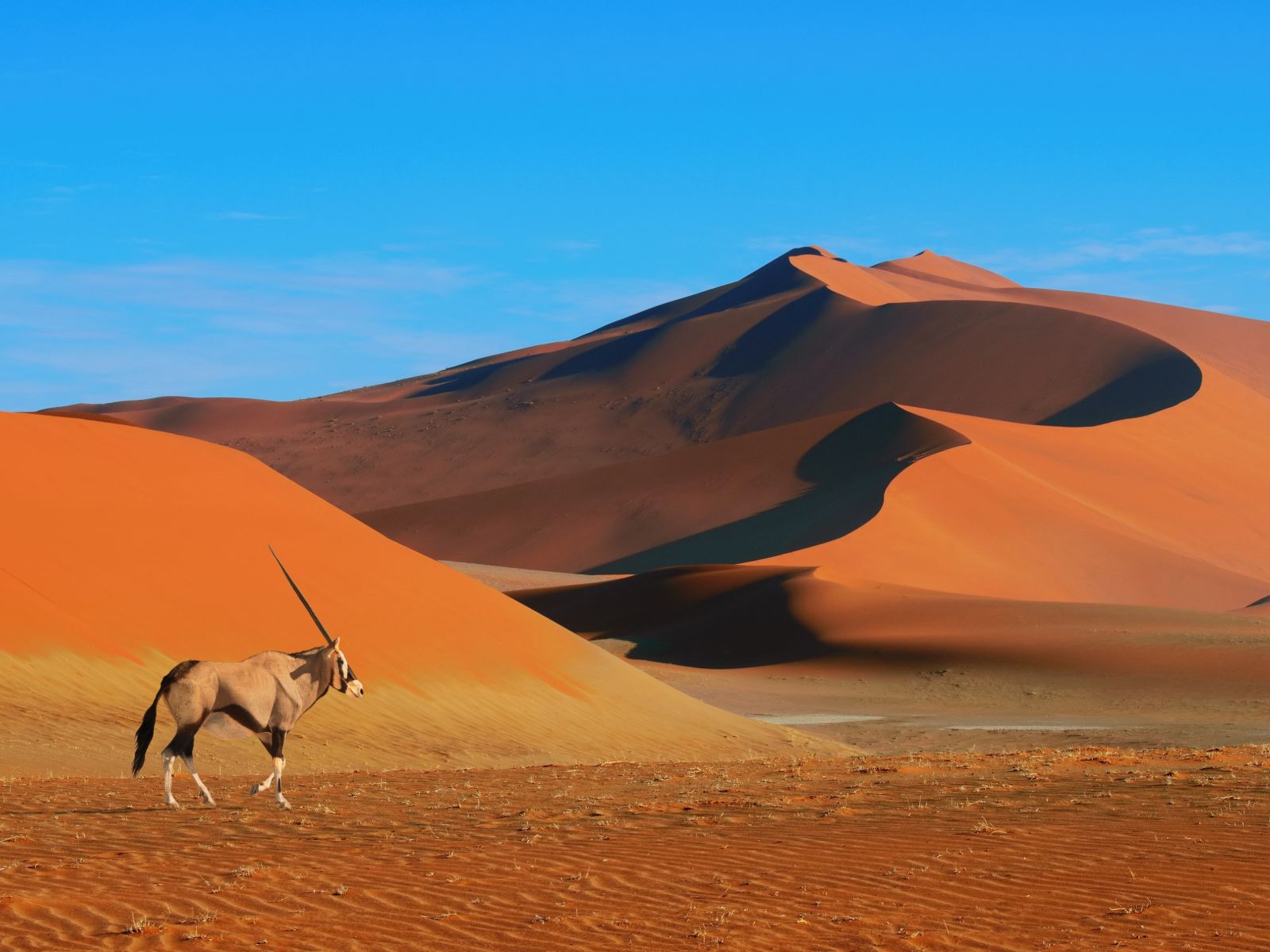 Rondreis Namibië, Namib Naukluft, Antilope in Namib Naykluft National Park