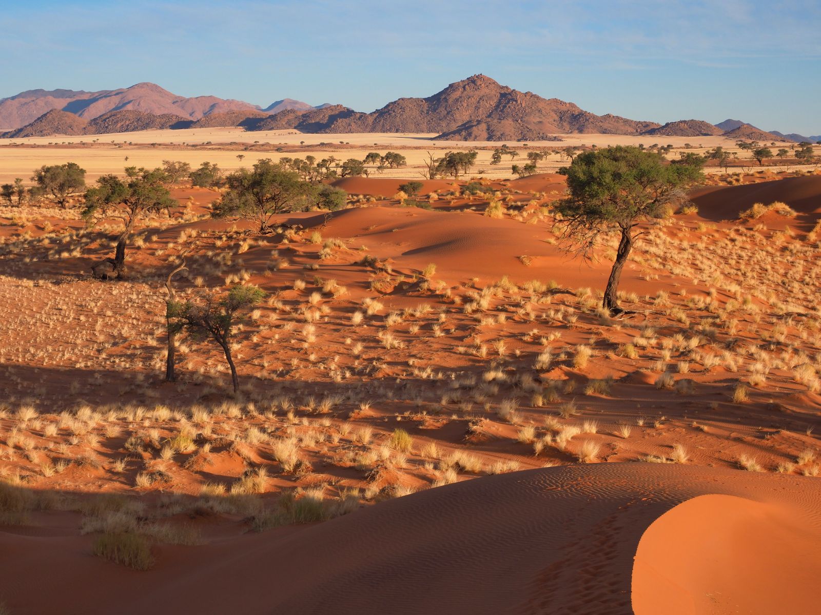 Rondreis Namibië, Namib Naukluft, Bomen en landschap in Namib Naykluft National Park