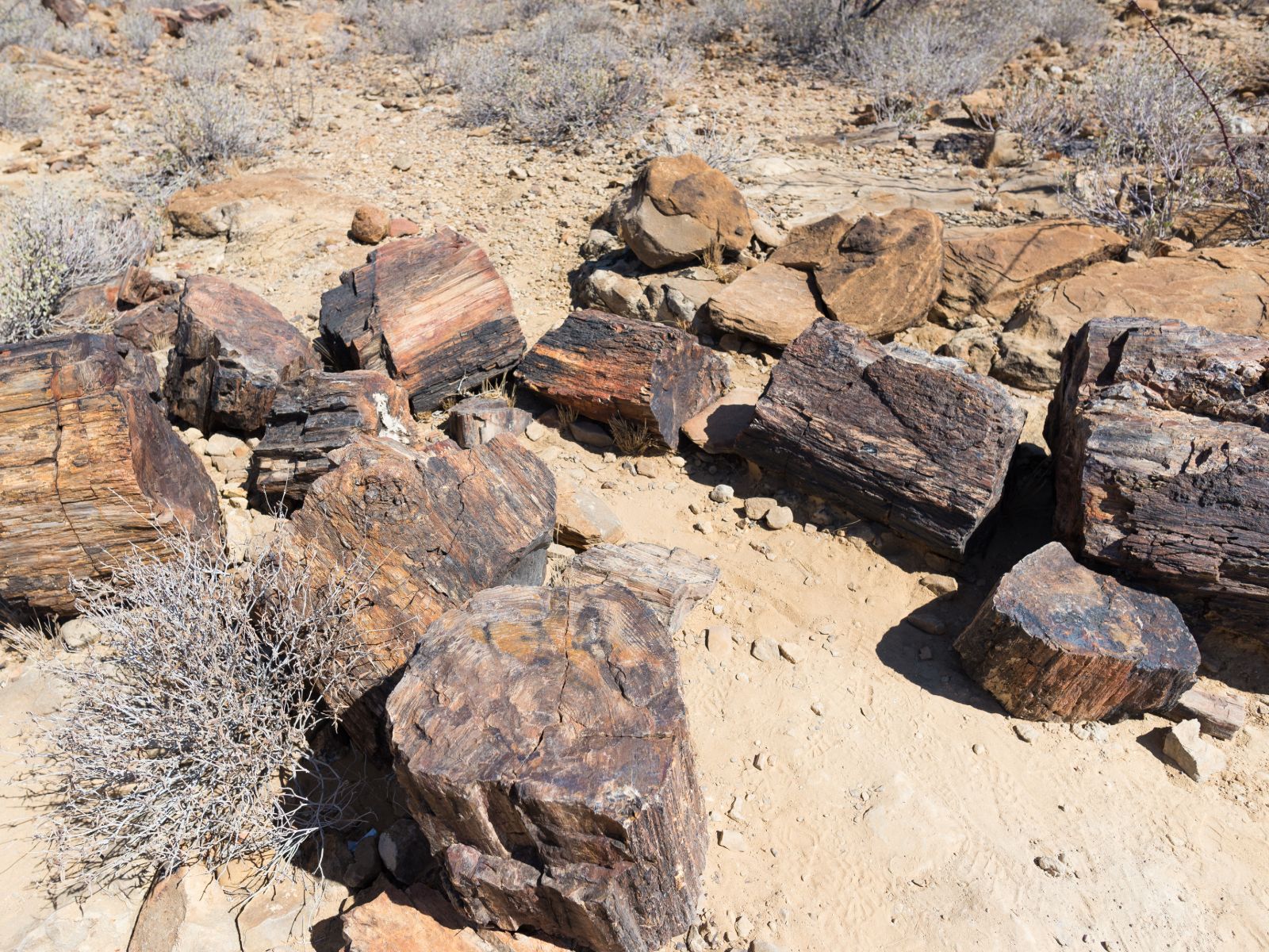 Rondreis Namibië, Petrified Forest, boomstammen