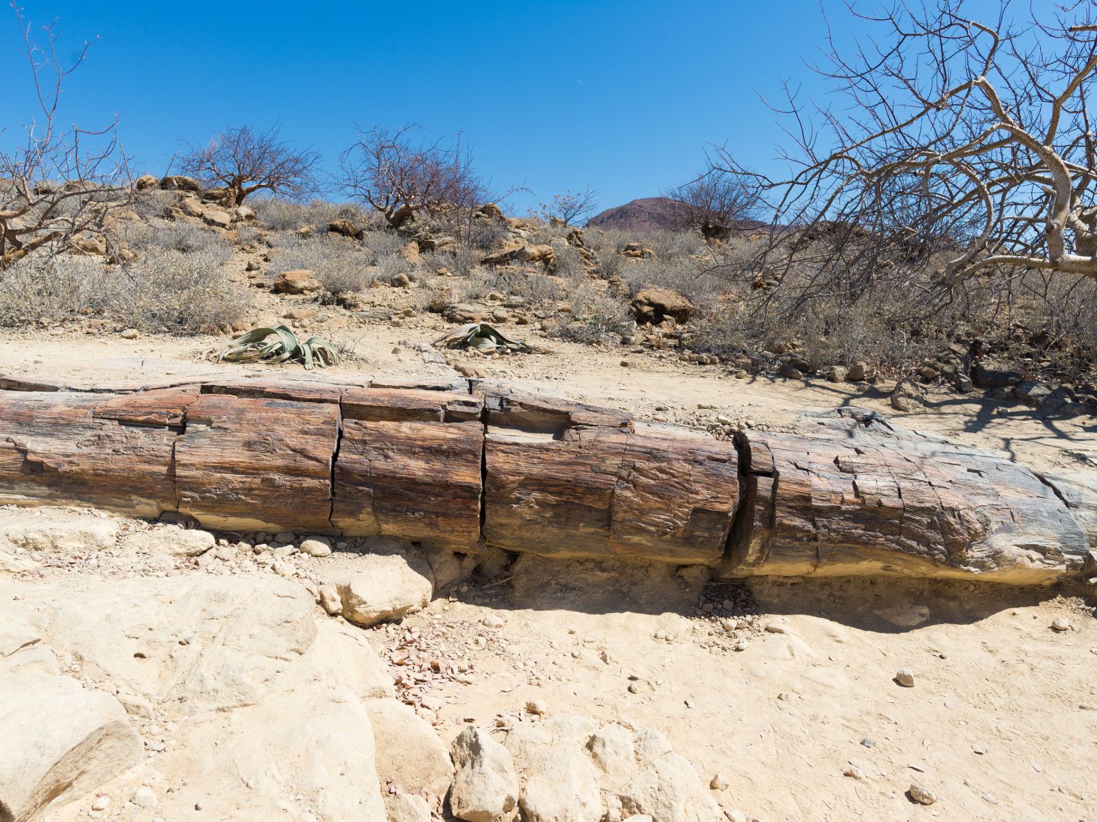 Rondreis Namibië, Petrified Forest, eeuwenoude boomstam in national park