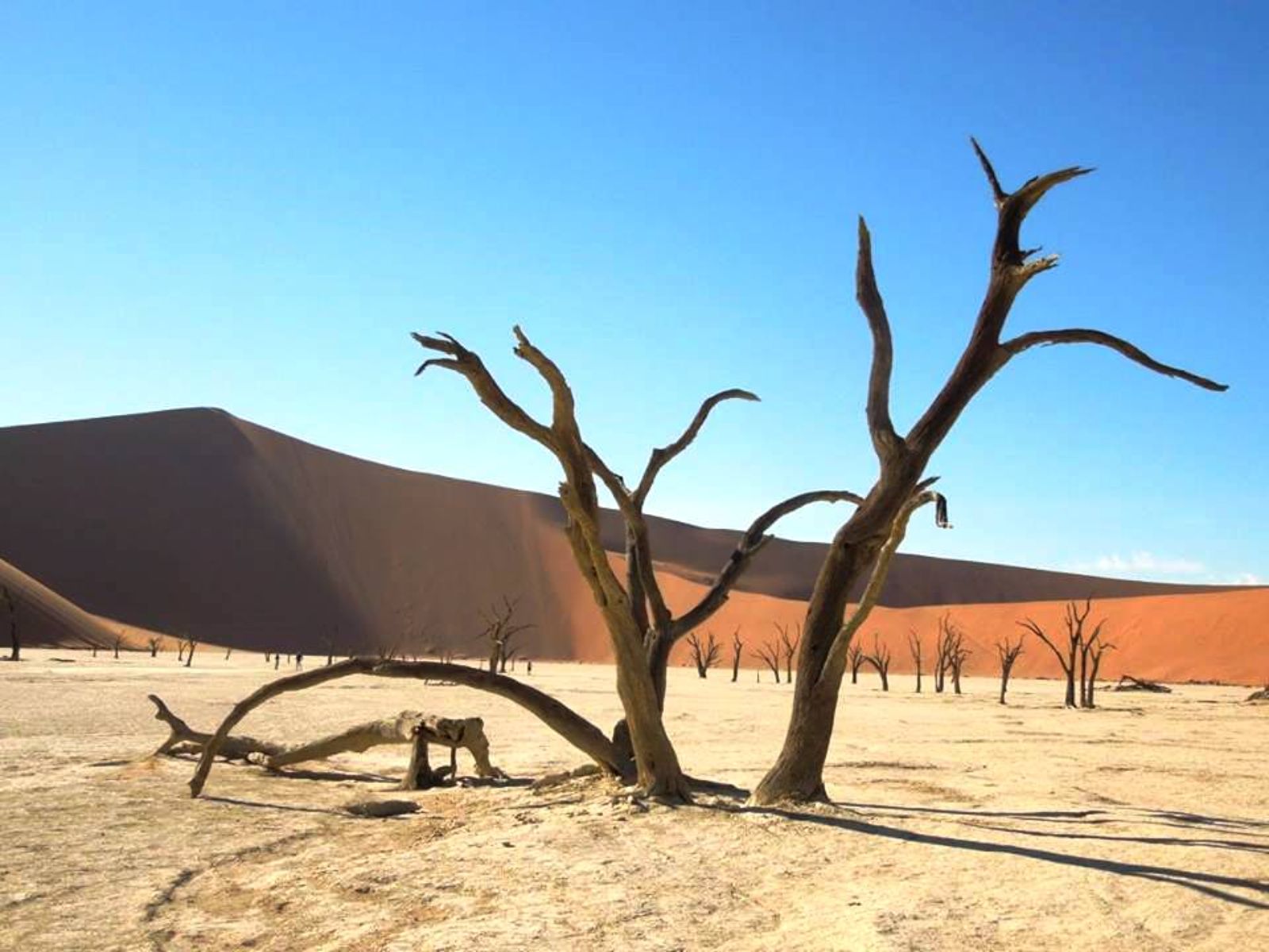 Rondreis Namibië, Sossusvlei, zandduin en bomen